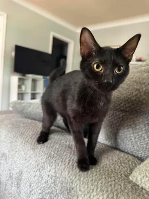 Penelope
