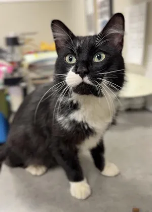 Sylvester