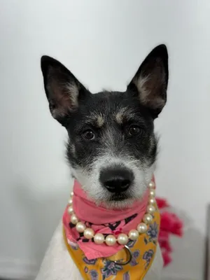 Rose-One of our Amazing Rescue Dogs