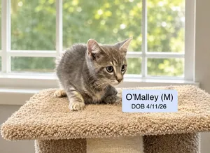O'Malley