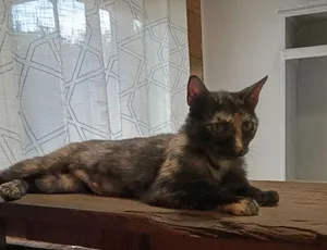 Miss Calico