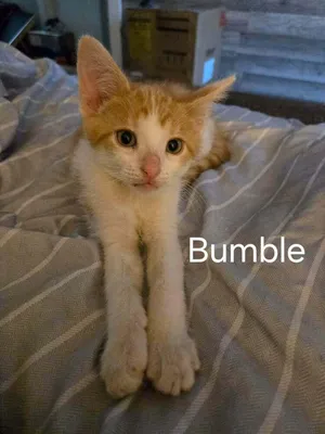 Bumble