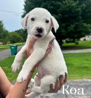 Koa