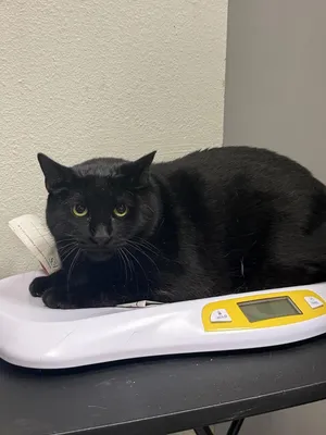 Jiji