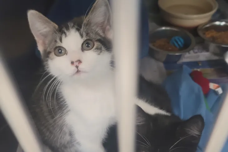 Carteret County Humane Society