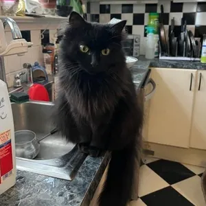 Ebony