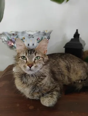 Merengue