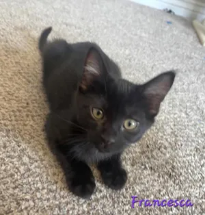 Francesca
