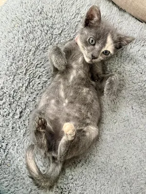 Peaches