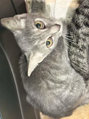 Lilly