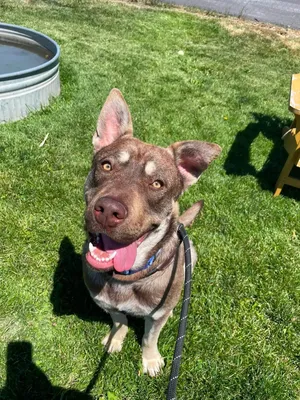 Roscoe