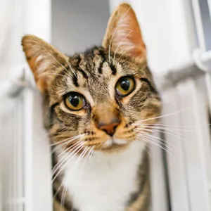 Catrick Swayze