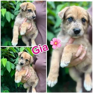 Gia