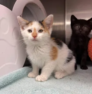 Kitten