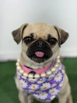 Chimichanga-One of our Amazing Rescue Dogs