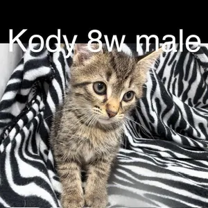 Kody