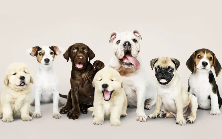 5 Steps To Guide You Through Dog Adoption Process
