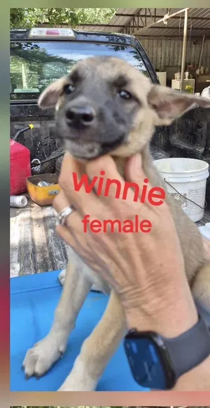 Winnie