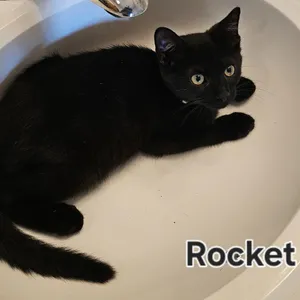 Rocket