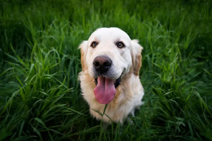 Pets for Life