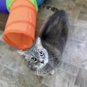 Candy - at Petsmart Madison East