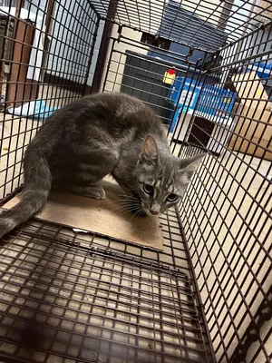Medina Feral 6