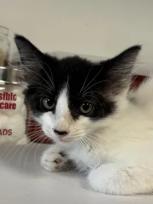 Louie