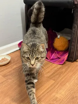 Harper