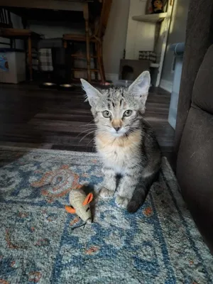Pawcano