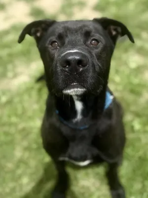 Milo