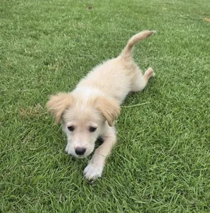 ASHER - perfect family dog