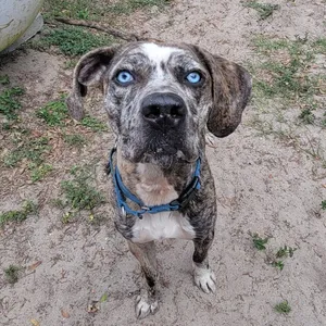 Pixel