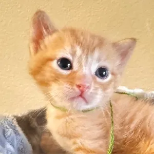 Frodo [and Samwise]