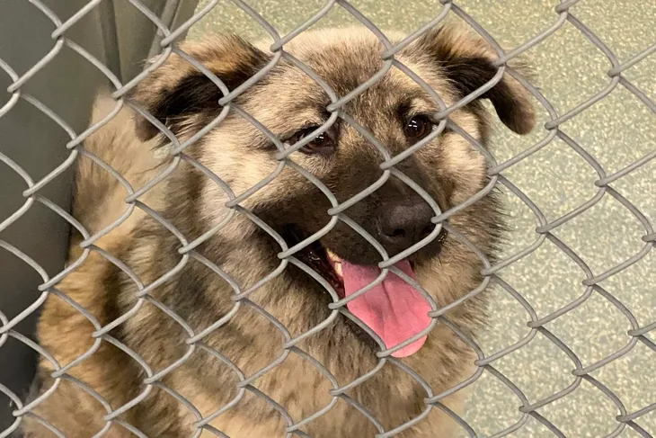 Desoto County Animal Control