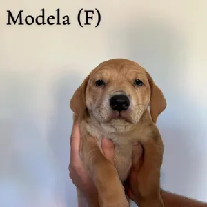 Modela