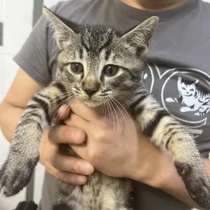 MONT-Stray-58436