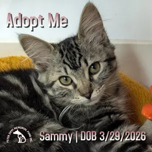 Sammy