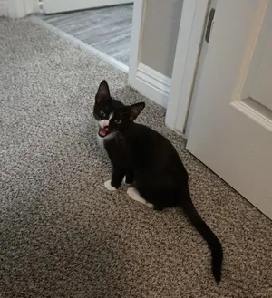 Tiny Tuna