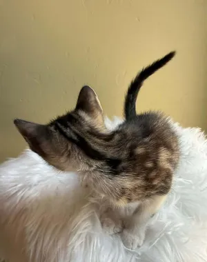 Kit Cat