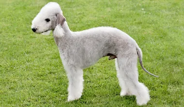 Bedlington Terrier