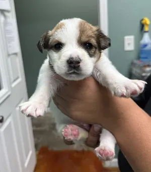 Sprout- Ready end of July- apply now for this adorable cutie