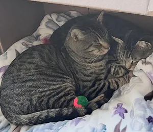 Froggy and Tucker (reduced adoption fee)