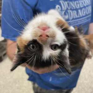 Little Lady
