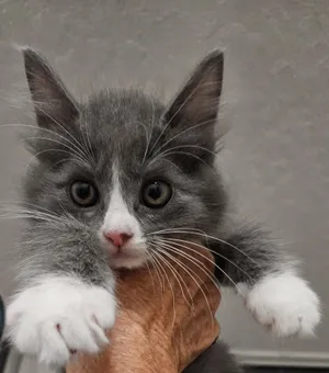 Smokey