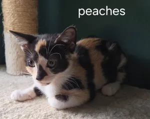 Peaches