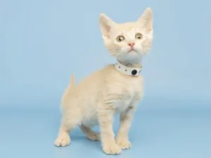 SEYMOUR