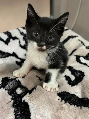Archie