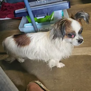 Domino