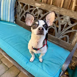 Dottie