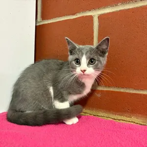 Cici